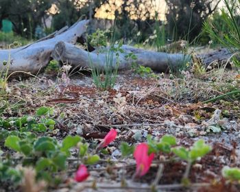 Pomonal Cottages Grampians